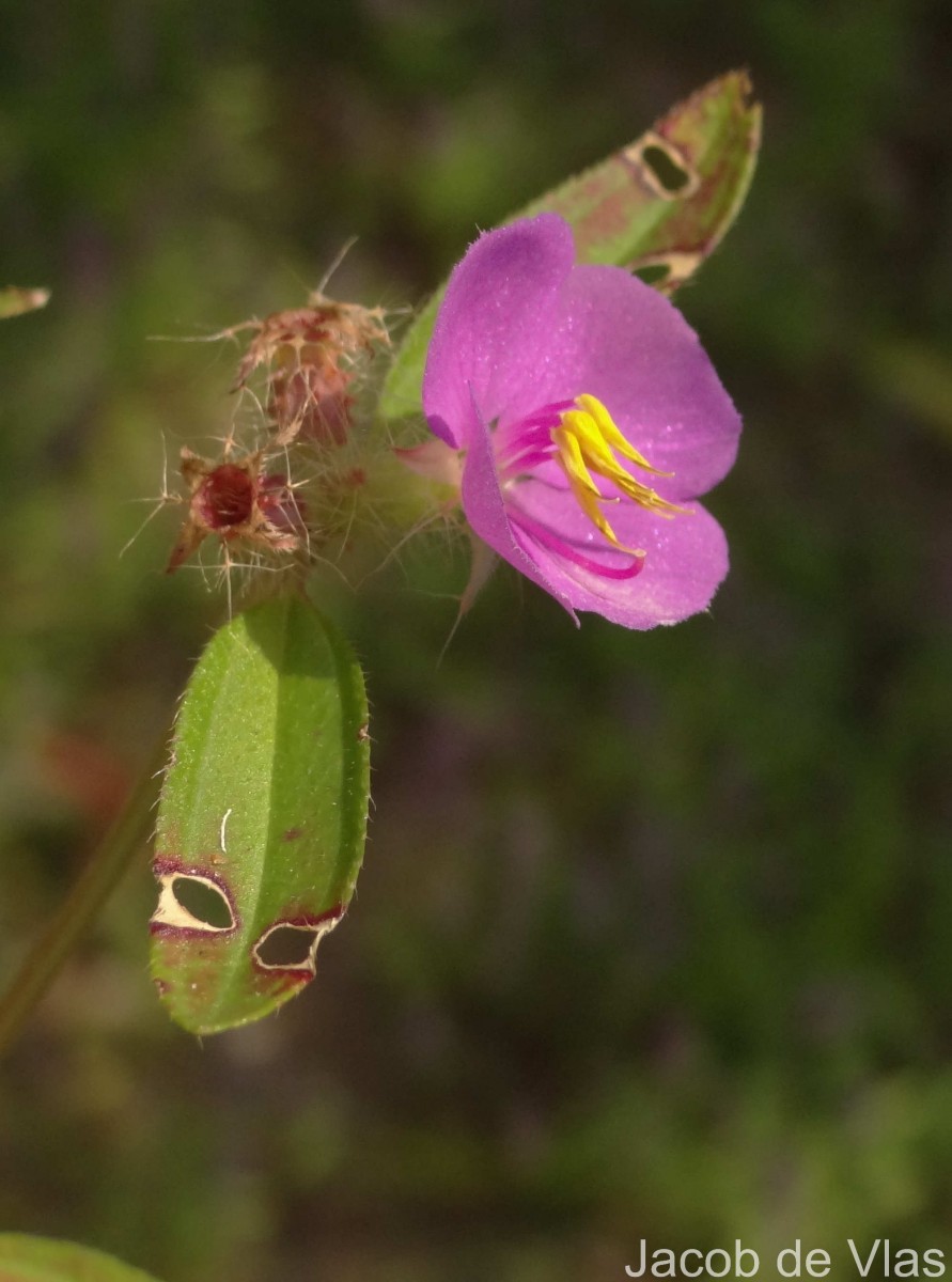 Osbeckia zeylanica L.f.